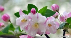 寄托希望与情感的花朵——海棠花 海棠花开，寓意美好生活