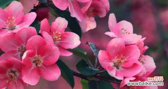 探寻海棠花的美丽与哲理 海棠花的意义与传说