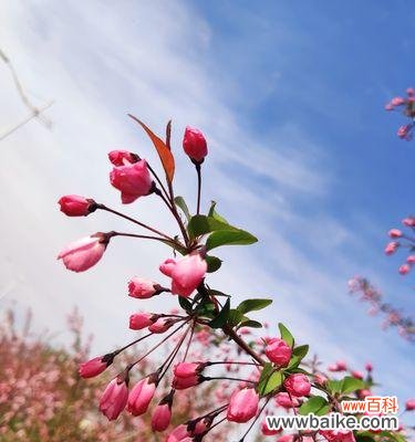 探寻海棠花的美丽与哲理 海棠花的意义与传说