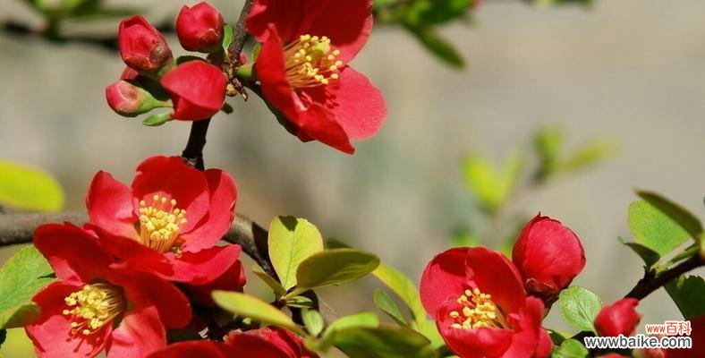 探寻海棠花的美丽与哲理 海棠花的意义与传说