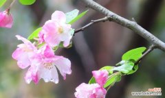 四季海棠的美丽盛放与情感表达 四季海棠的花语与寓意