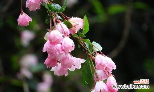 四季海棠的美丽盛放与情感表达 四季海棠的花语与寓意