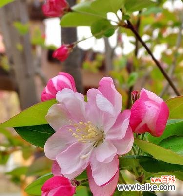 倔强的海棠,寄托着真情和希望 海棠花