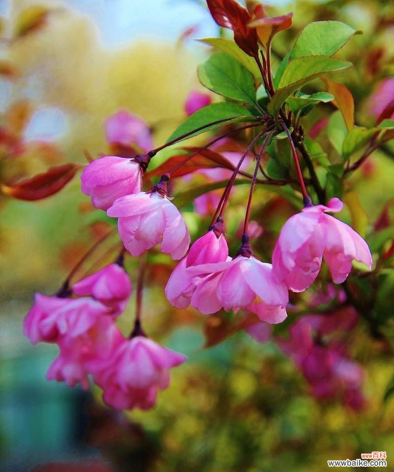 倔强的海棠,寄托着真情和希望 海棠花