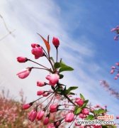 倔强的海棠，寄托着真情和希望 海棠花