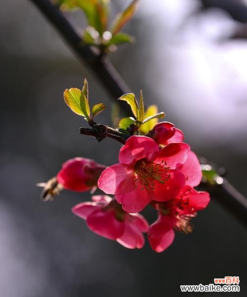 海棠花，爱与希望的使者 海棠花的象征意义