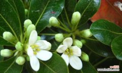 海桐花的花语与其它花卉的对比 海桐花