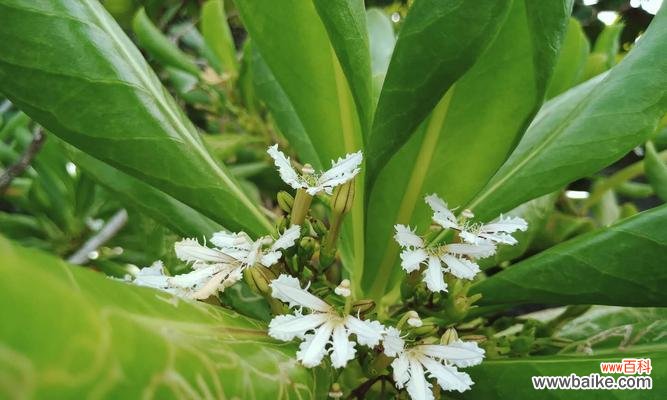 海桐花的花语与其它花卉的对比 海桐花