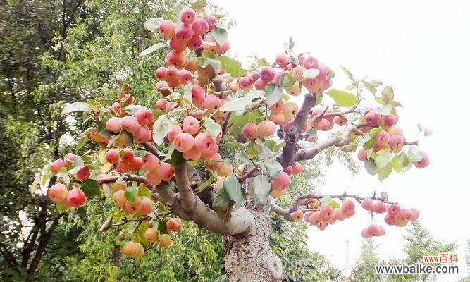 以海棠树为主题的隐喻与思考 海棠树的象征意义及寓意