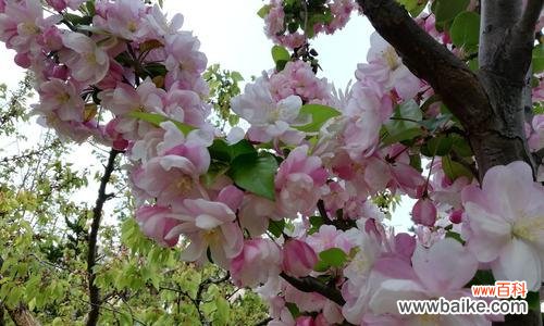 海棠花的美丽与意义 海棠花的象征意义及文化内涵