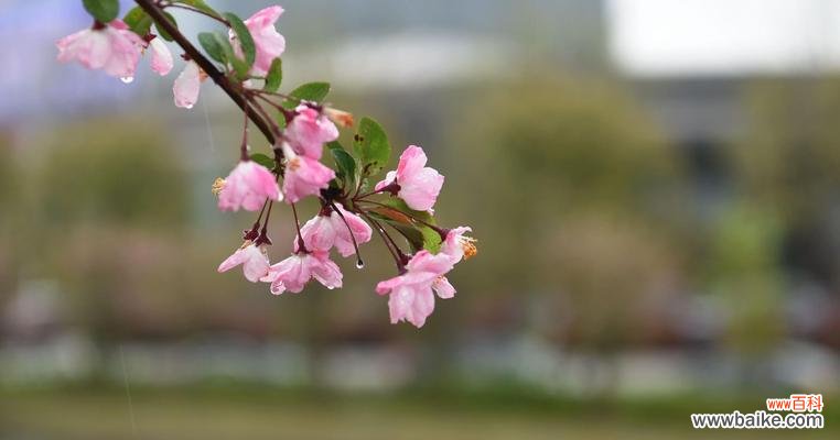 海棠花的美丽与意义 海棠花的象征意义及文化内涵