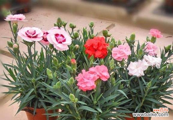 以19朵花为媒介 19朵花的花语之解读