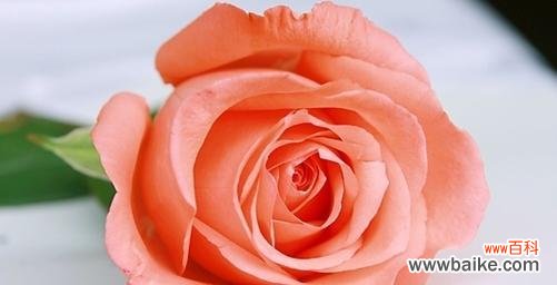 玫瑰花语解读与传达的艺术 一朵玫瑰的花语及其意义