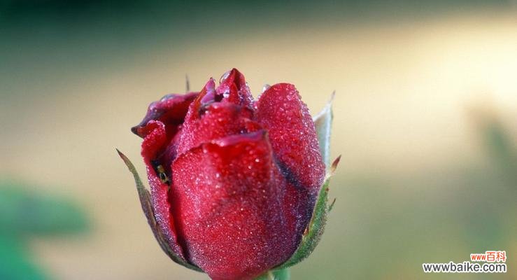 浪漫 25朵玫瑰花的花语揭示情感的真谛