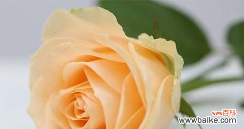 用玫瑰传递爱意与祝福的不同寓意和象征 31朵玫瑰的花语及含义剖析