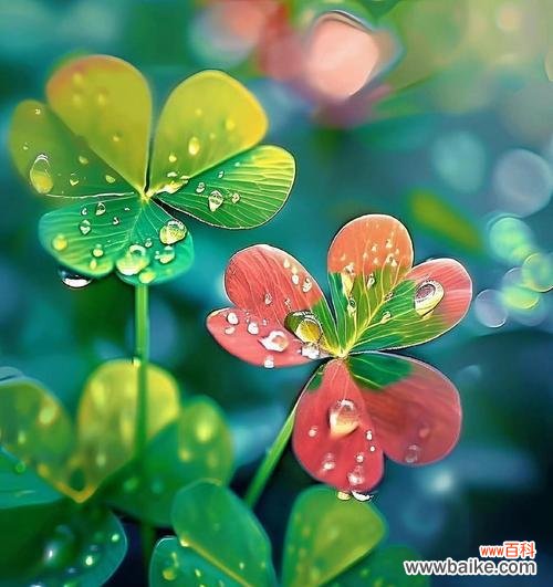 四叶草的花语是什么？它散发的香味有何象征？