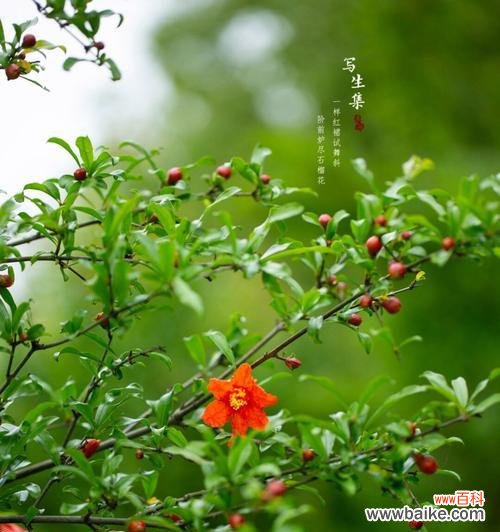 石榴花的花语有哪些不为人知的含义？