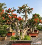 石榴花的花语有哪些不为人知的含义？