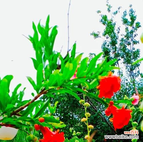 石榴花的花语有哪些不为人知的含义？