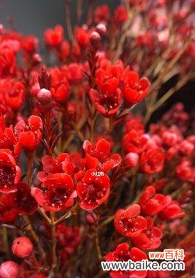 黄色腊梅与红色腊梅花语有何区别?