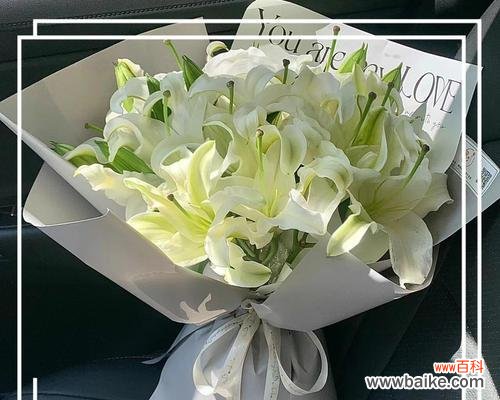 皇冠百合的花语含义是什么？它象征着什么？