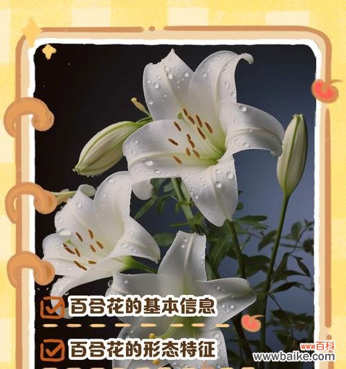皇冠百合的花语含义是什么？它象征着什么？