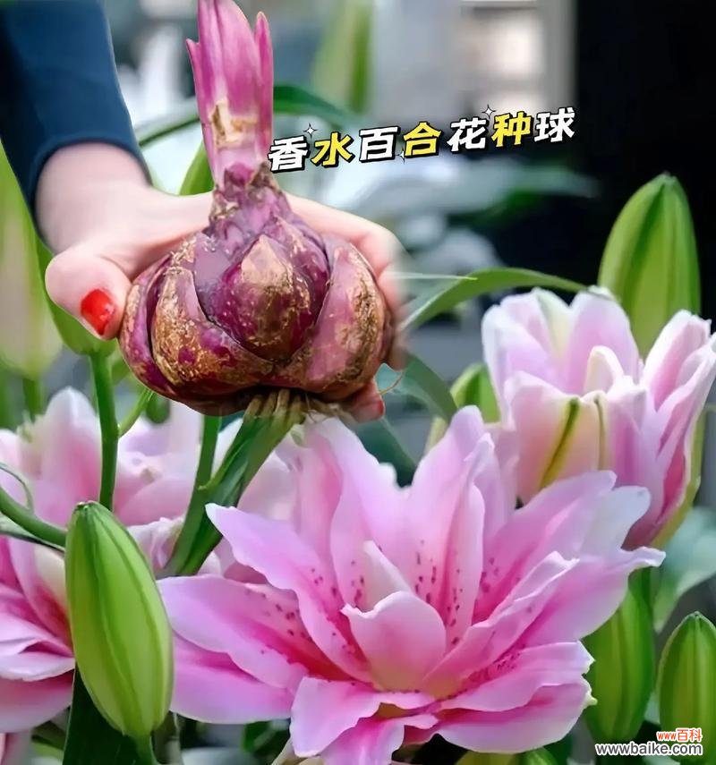皇冠百合的花语含义是什么？它象征着什么？