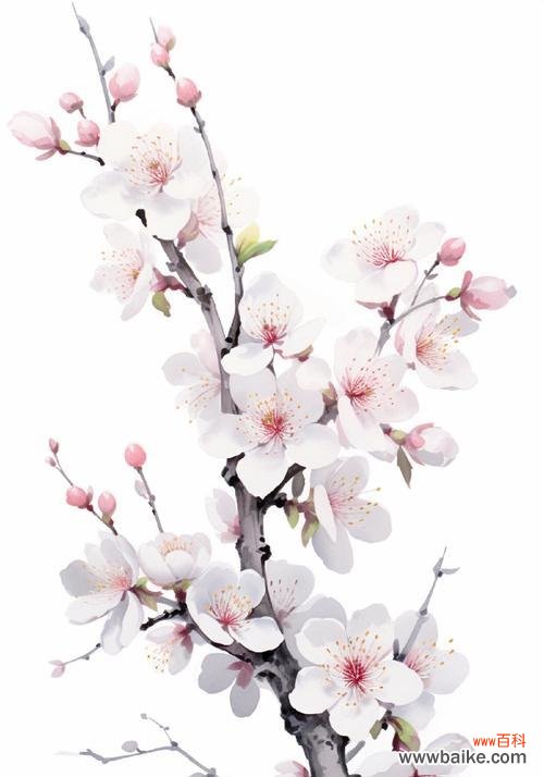 梅花的形状颜色有何象征意义？梅花的花语是什么？