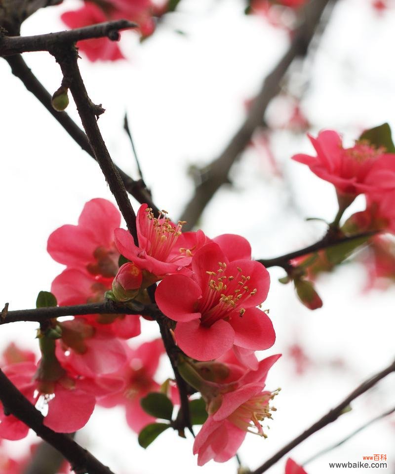 梅花的形状颜色有何象征意义？梅花的花语是什么？