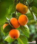 秋天的果子象征着什么？