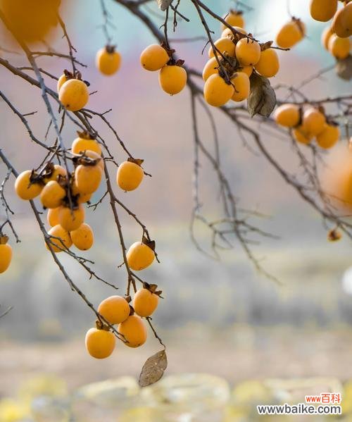 秋天的果子象征着什么?