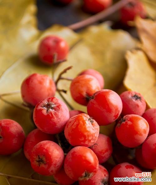 秋天的果子象征着什么?