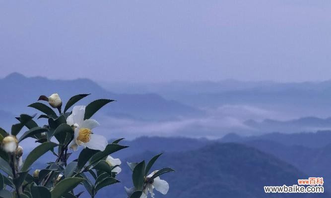 漫步竹林时，竹子的花语是什么？它有何特别含义？