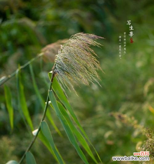 漫步竹林时，竹子的花语是什么？它有何特别含义？