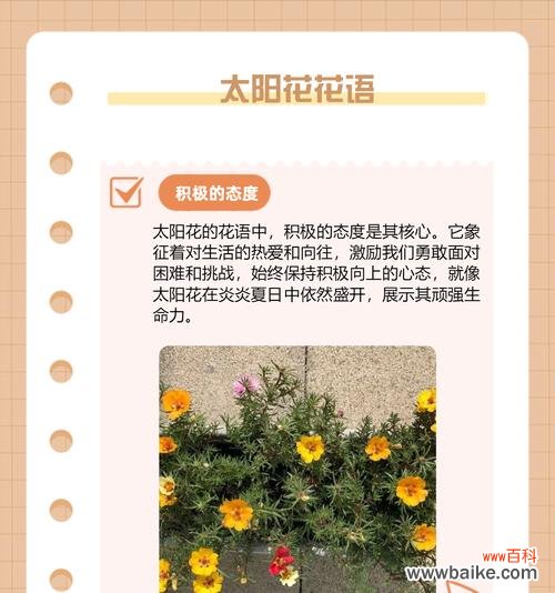 四朵花语分别对应哪些花名？它们各自代表了什么？