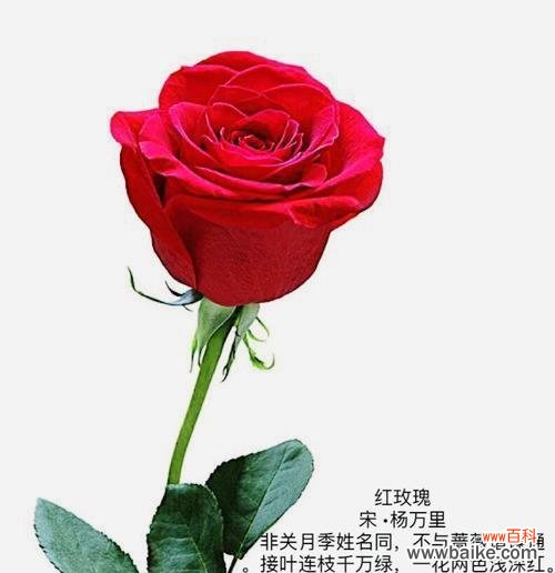 哪种花语代表道歉？