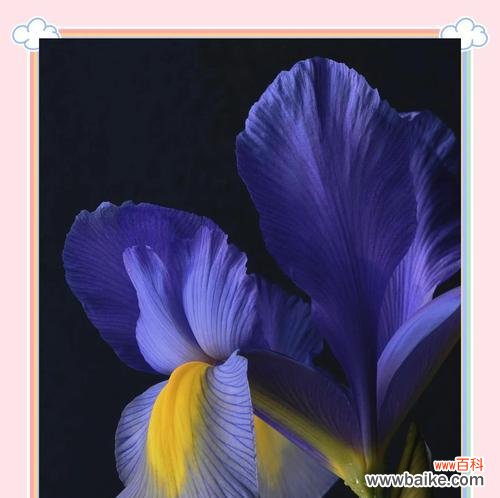 蓝黑鸢尾花束的花语是什么意思?