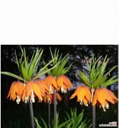 依米花的花语有何独特之处？