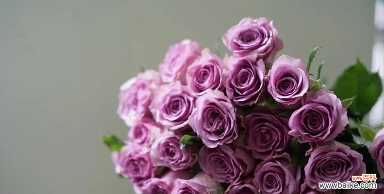 调香师玫瑰的花语寓意有何不同？