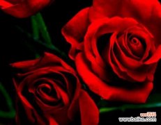 调香师玫瑰的花语寓意有何不同？