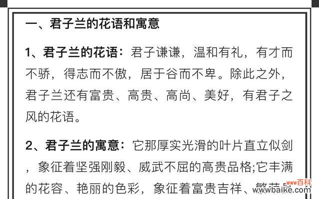 灰谷兰的花语与寓意有何深意？
