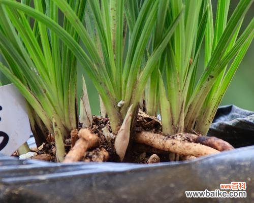 灰谷兰的花语与寓意有何深意？