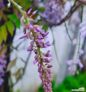 紫藤的花语象征着哪些意义？