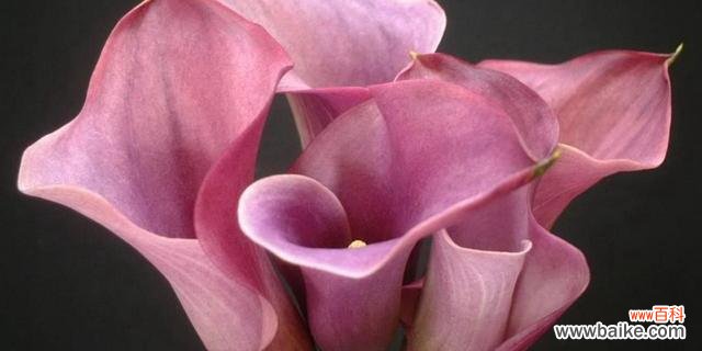 探索美丽的海芋花语，传达爱与坚持的力量 海芋花语的深刻寓意