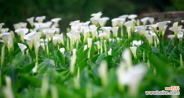 探索美丽的海芋花语，传达爱与坚持的力量 海芋花语的深刻寓意