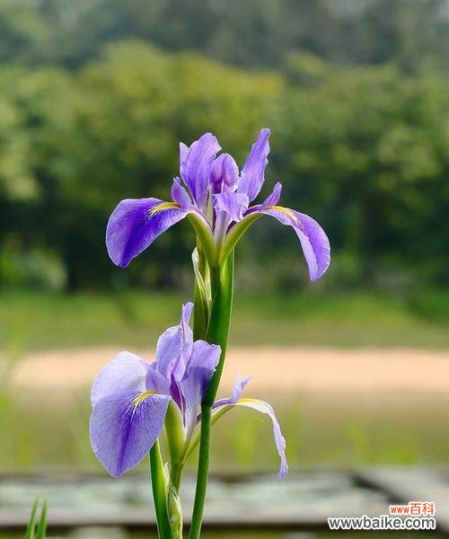探索美丽的海芋花语，传达爱与坚持的力量 海芋花语的深刻寓意