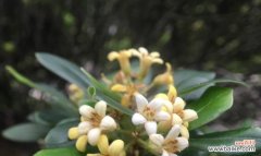 用花语诉说海桐之美，感受自然之恩 海桐花语