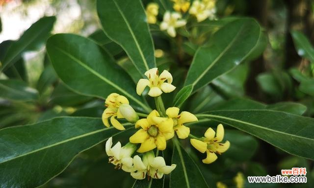 用花语诉说海桐之美，感受自然之恩 海桐花语