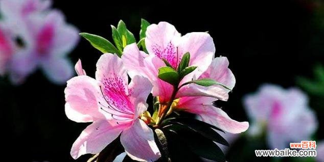 探秘海桐花的花语之谜 海桐花花语