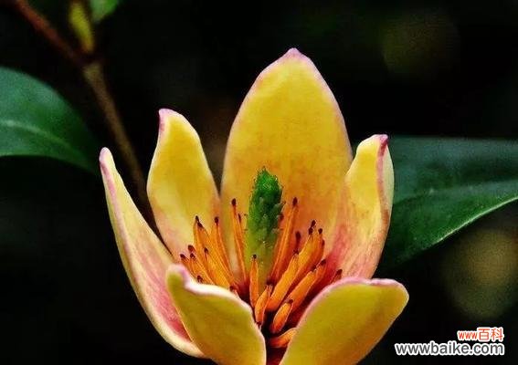 以含笑花的寓意为主题的文章 笑容如花，寓意无穷